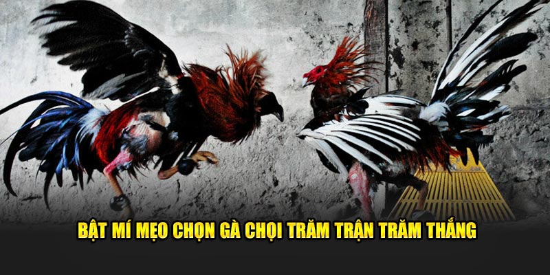 Bật mí mẹo chọn gà chọi trăm trận trăm thắng