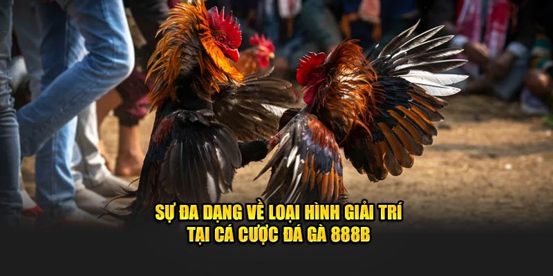 Sự đa dạng về loại hình giải trí tại cá cược đá gà 888B