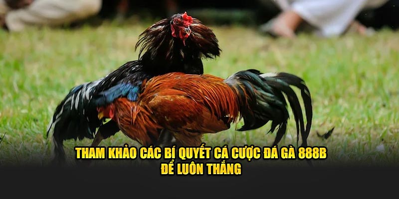 Tham khảo các bí quyết cá cược đá gà 888B để luôn thắng