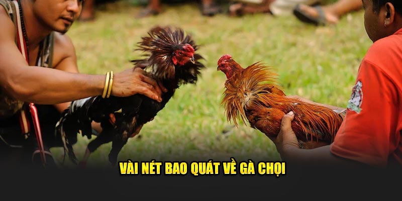 Vài nét bao quát về gà chọi