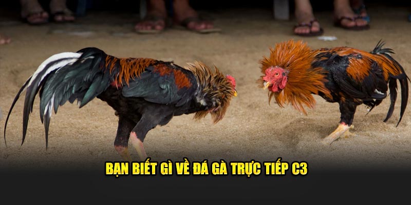 Bạn biết gì về đá gà trực tiếp C3