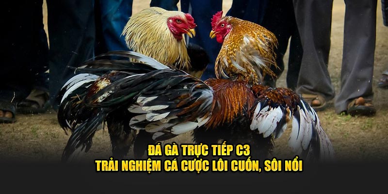 Đá Gà Trực Tiếp C3 – Trải Nghiệm Cá Cược Lôi Cuốn, Sôi Nổi