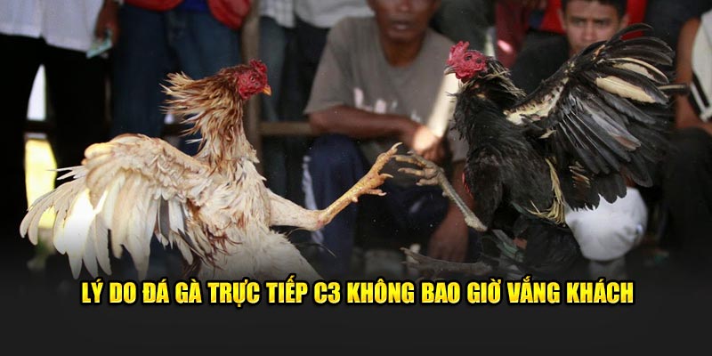 Lý do đá gà trực tiếp C3 không bao giờ vắng khách