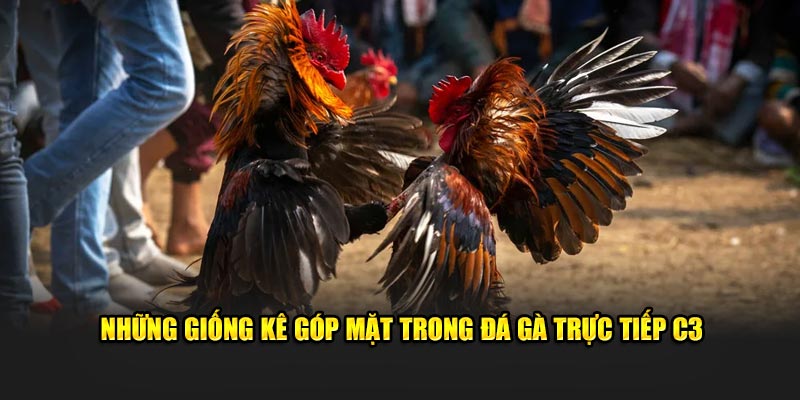 Những giống kê góp mặt trong đá gà trực tiếp C3